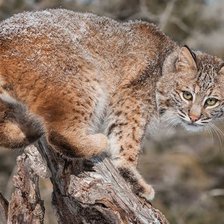 Схема вышивки «№2484238»