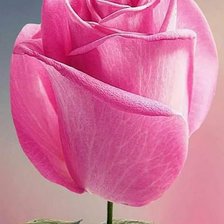 Схема вышивки «№2484367»