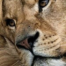 Схема вышивки «Царь зверей»