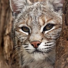 Схема вышивки «Красавица-рысь»