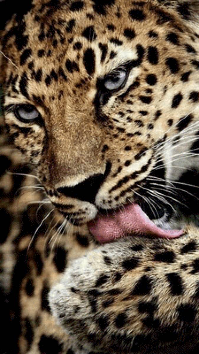 Леопард- красивая киска - леопарды, хищники, животные, звери - предпросмотр