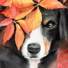 Схема вышивки «Ротвейлер»