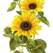 Схема вышивки «№2484640»