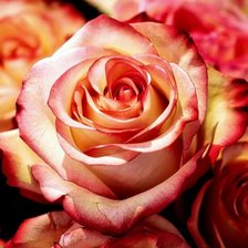 Схема вышивки «Розы»