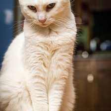 Схема вышивки «Кошка»