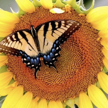 Схема вышивки «Бабочка»