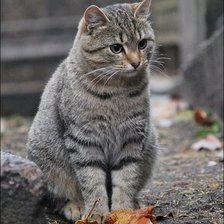 Схема вышивки «№2485425»