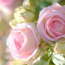 Схема вышивки «розы»