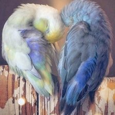 Схема вышивки «Попугаи»