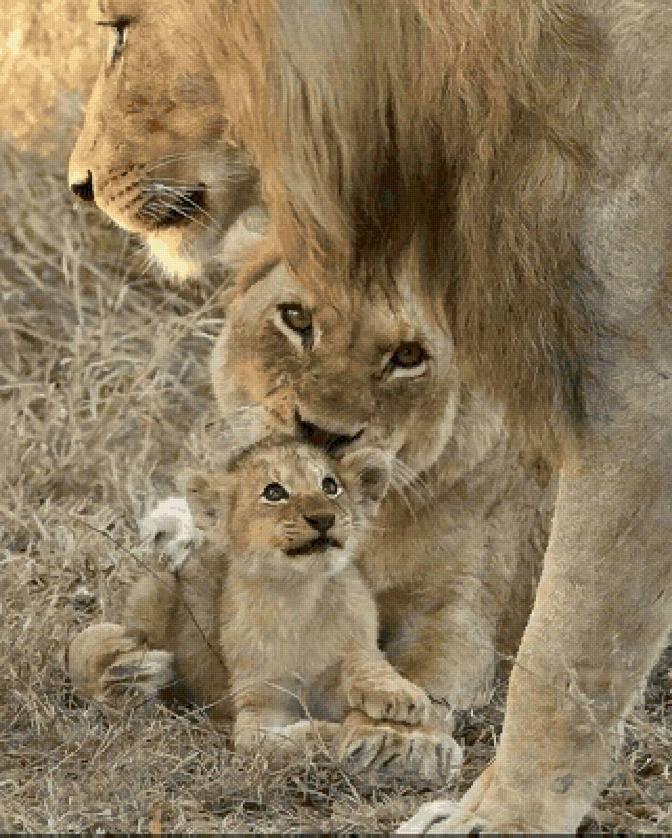 familia de leones - paisaje - предпросмотр