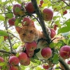 Схема вышивки «el manzano»