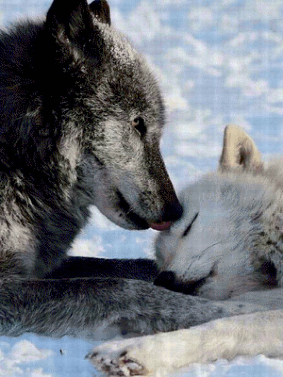 Волчья пара - фотографии - предпросмотр