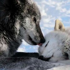 Волчья пара