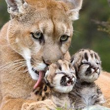 Схема вышивки «Львица и котята»