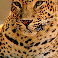 Схема вышивки «Леопард»