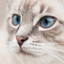 Схема вышивки «Котик»