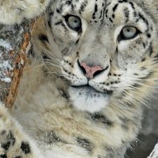 Схема вышивки «Спрятался на дереве»