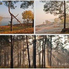 Схема вышивки «Лес»