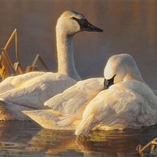 Схема вышивки «№2486907»