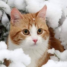 Схема вышивки «№2486911»