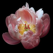 Схема вышивки «№2486939»