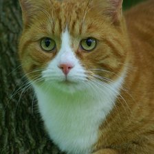 Схема вышивки «№2487758»