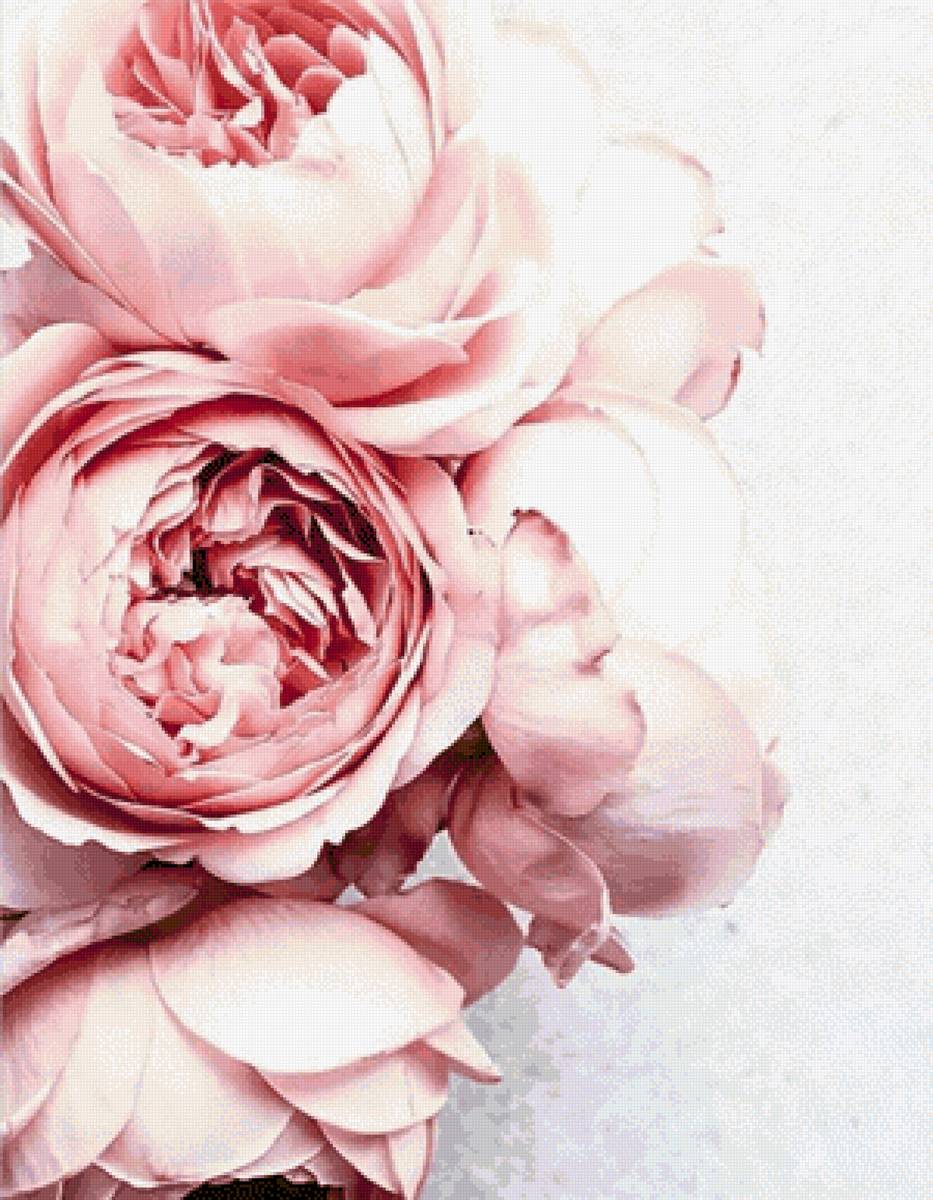 Пионы - цветы, пионы - предпросмотр