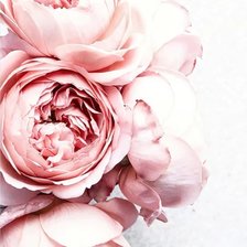 Схема вышивки «Пионы»