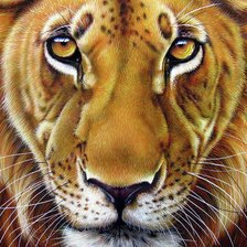 Схема вышивки «подушка Лев»