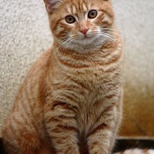 Схема вышивки «№2488229»