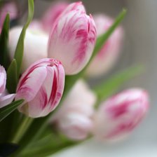 Схема вышивки «Тюльпаны»