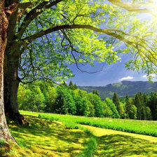 Лесной пейзаж