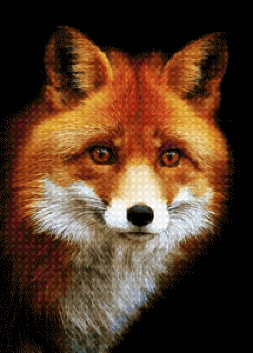 Лиса - животные, лиса - предпросмотр