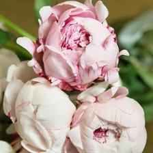 Схема вышивки «Пионы»