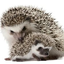 Схема вышивки «№2490187»