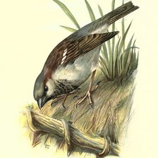 Схема вышивки «№2490299»