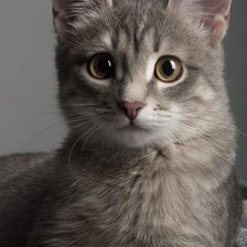 Схема вышивки «№2490323»