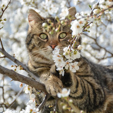 Схема вышивки «№2490662»