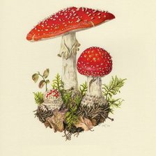 Схема вышивки «МУХОМОР»