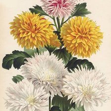 Схема вышивки «Хризантемы»