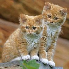 Схема вышивки «№2491369»