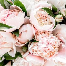 Схема вышивки «Пионы»