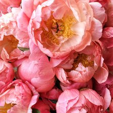 Схема вышивки «Пионы»