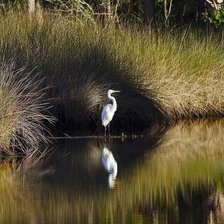 Схема вышивки «Цапля на озере»