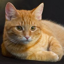 Схема вышивки «№2491686»