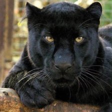 Схема вышивки «Пантера»