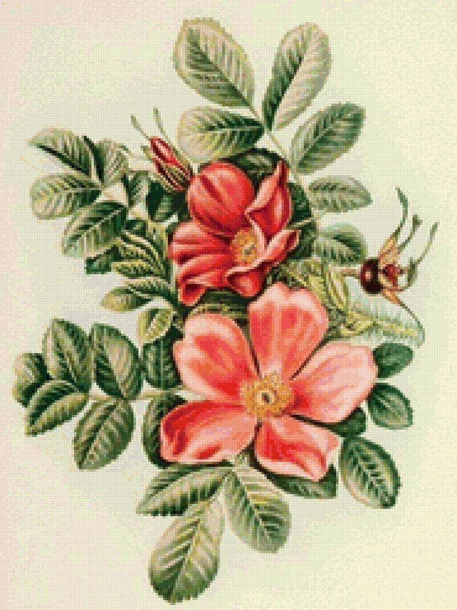 шиповник - цветы - предпросмотр