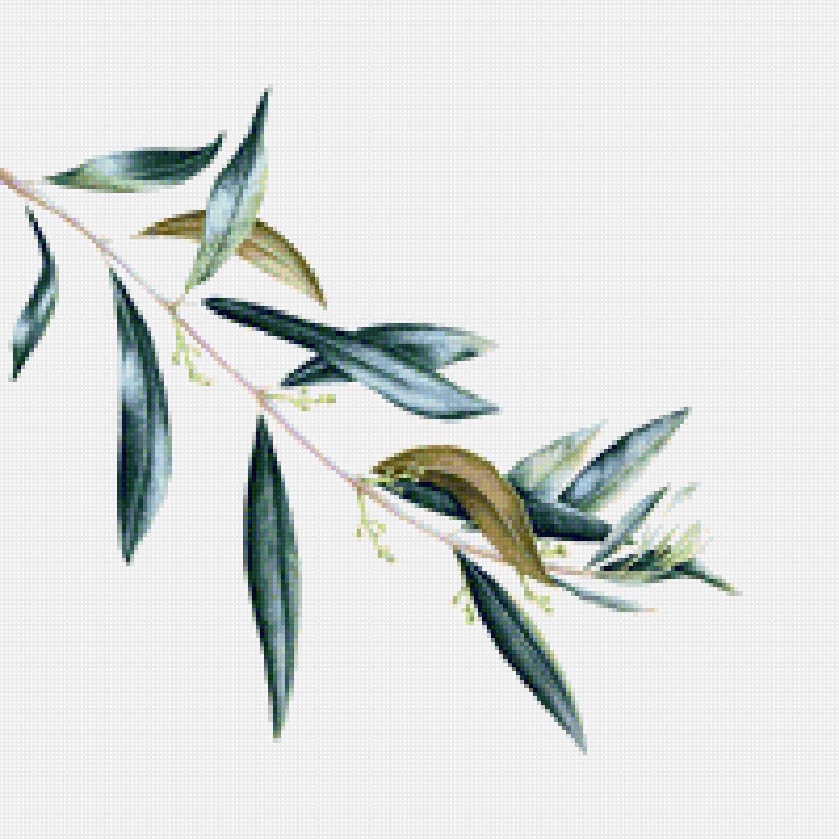 Оливковая ветка - олива - предпросмотр