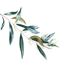Схема вышивки «Оливковая ветка»