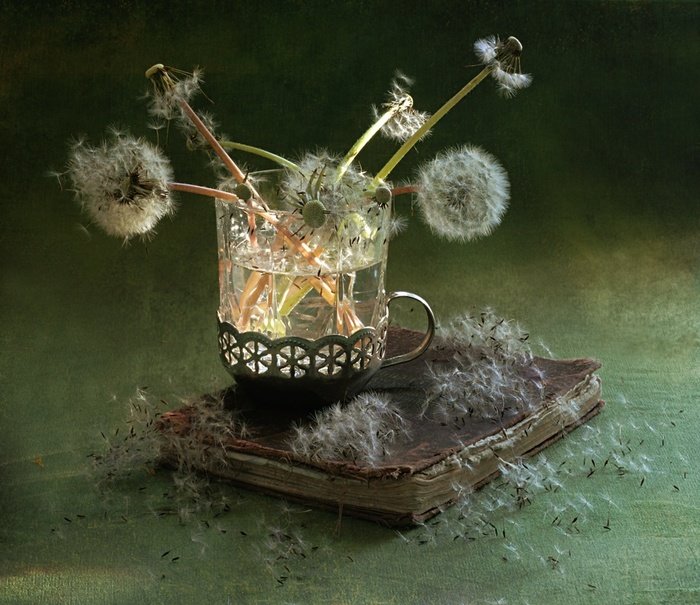 Одуванчики - одуванчики, букет - оригинал